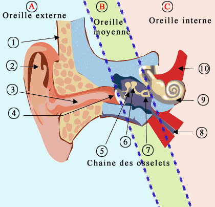 oreille Centre agapanthe écoute musique DYS hyperactivité stress troubles attention