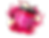 RHUBARB_CUSTARD_EXPLOSIVE IMAGERY_WITH FRONT_LESS GRAD_cut out.png