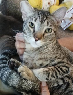 Tom
