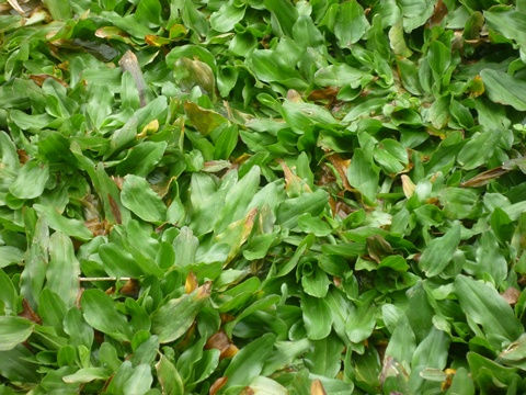 Pearl Grass (RM3.2 per 1sqft)