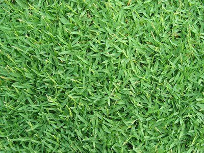 Philippine Grass (RM3.2 per 1sqft)