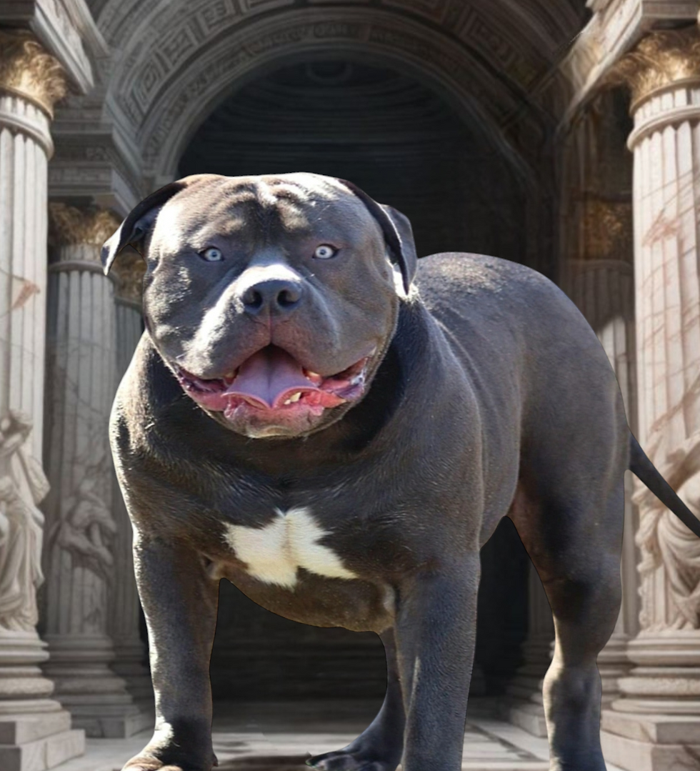 Loyal Beast Bullys Poseidon