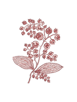 Cranberry Co. Logo (3).png