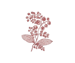 Cranberry Co. Logo (3).png