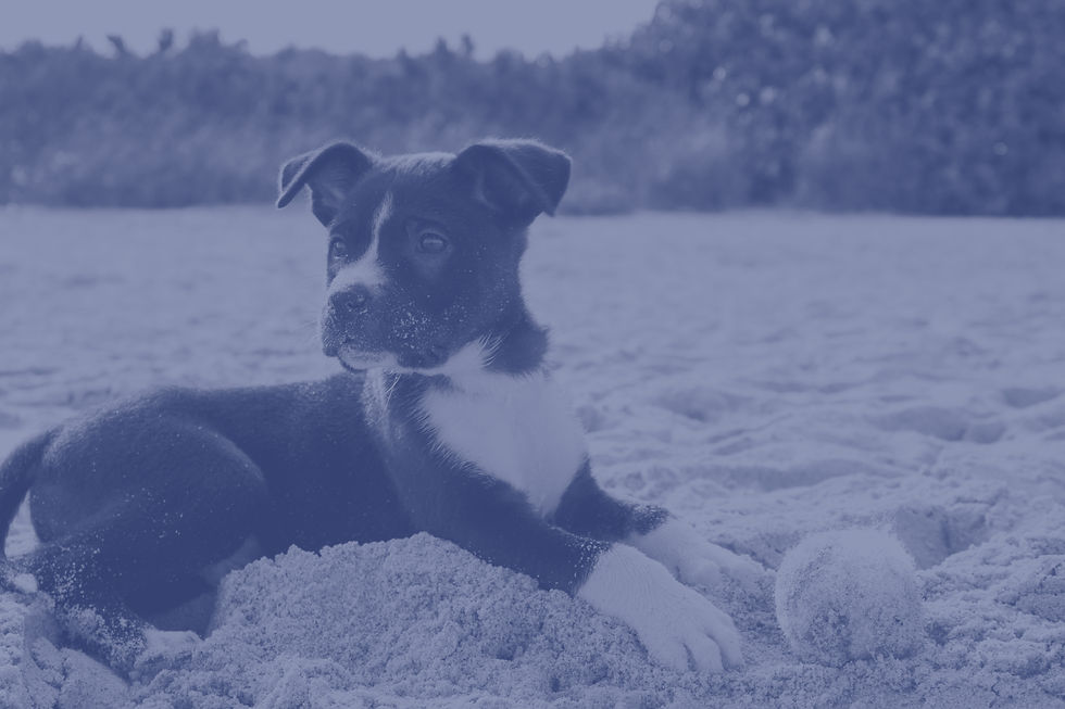 Puppy On Beach_edited.jpg
