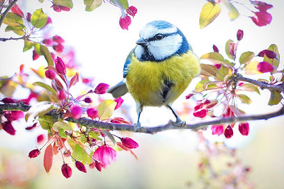 spring-bird-ga6cec8d9c_1920.jpg