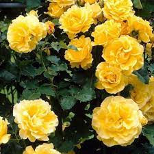 96M 에볼루션카지노