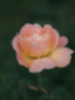 Image by Annie Spratt