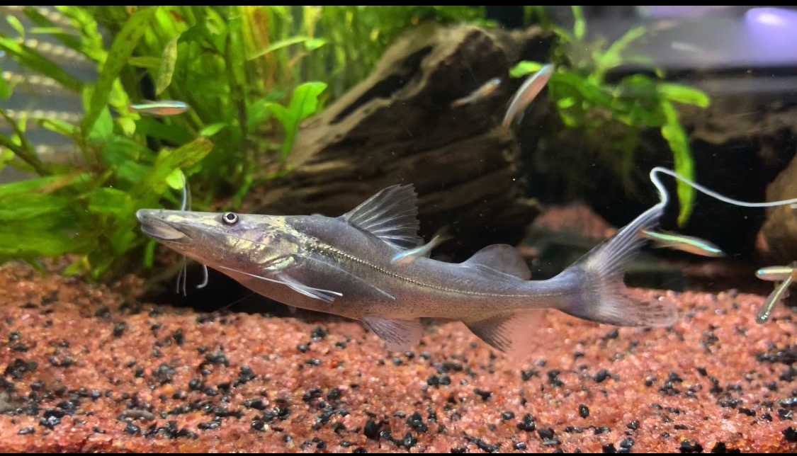 ドラドキャット 8 Re Suea Jp ドラドキャット 8 Re Suea Jp