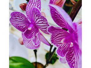 February 2025 Newsletter