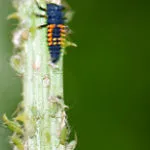 Ladybird larva