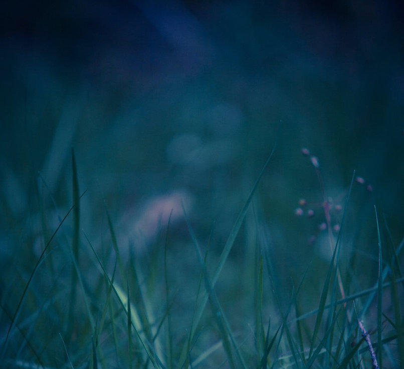 grass.jpeg
