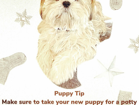 Potty Training Tip