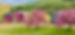Campus Crabapple Trees in Bloom_edited.jpg