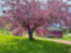 Crabapples