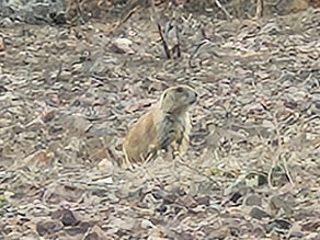 Prairie Dogs & A Book Title 
