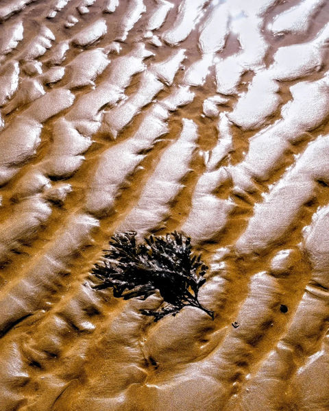 Dark seaweed on golden rippled sand, showing intricate patterns from tide.