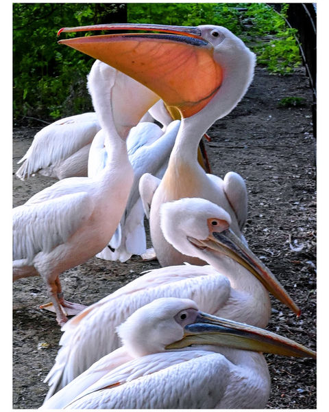 Several pelicans, one displaying its large, open, orange beak pouch.
