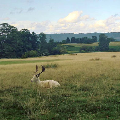White deer with antlers lying in a grassy field with distant hills.