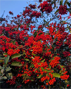 Vibrant red berries on a green bush against a clear blue sky.