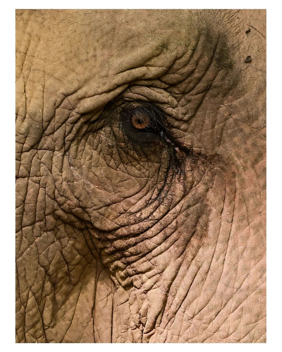 Close-up of an elephant's eye, showing intricate wrinkles on its skin.