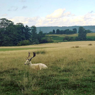 White deer lies in a grassy field with trees and hills.