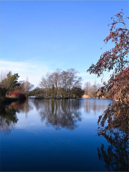 Still lake reflecting trees with red autumn leaves and clear blue sky.