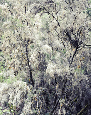 Tree branches densely covered with delicate, light gray wispy moss.