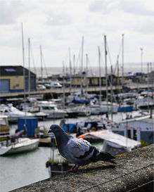 Pigeon perched on wall overlooking a busy marina with many boats.