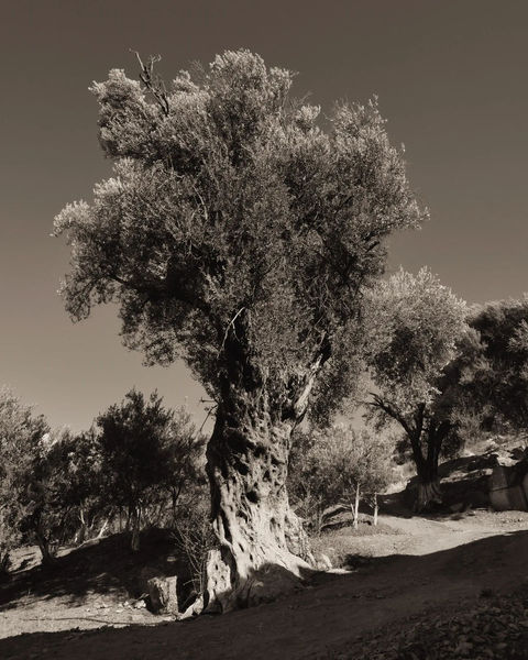 Ancient gnarled olive tree with thick trunk against a dark sky.