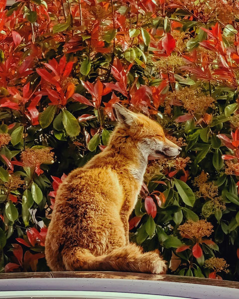 Orange fox sitting on a surface near vibrant red and green foliage.