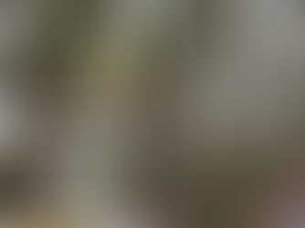 Zware tak op tram terecht gekomen op de Tervurenlaan