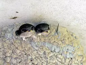Huiszwaluwen aan een nieuw nest helpen