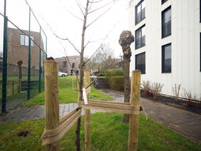 Groenste gemeente wordt straks nog groener dankzij boomplanting