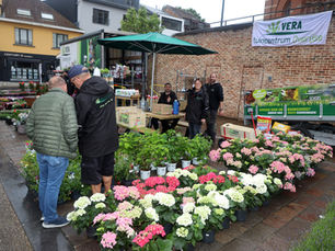 Kleurrijke Hoeilaartse bloemen- en plantenmarkt bij grijs weer