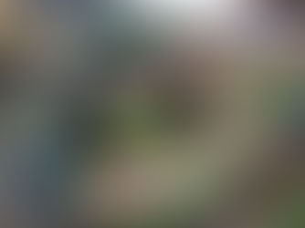 Kleurrijke Hoeilaartse bloemen- en plantenmarkt bij grijs weer