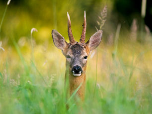 Recreatiedruk jaagt de ree het Zoniënwoud uit