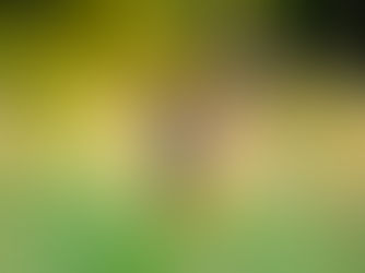 Recreatiedruk jaagt de ree het Zoniënwoud uit