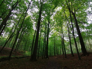 Memorandum voor het Zoniënwoud met het oog op komende verkiezingen