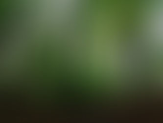 Memorandum voor het Zoniënwoud met het oog op komende verkiezingen