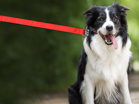 'Ik werd gebeten door een loslopende hond in het Zoniënwoud!'