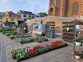 Hoeilaartse bloemen- en plantenmarkt vandaag nog tot 14 uur