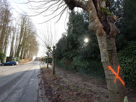 Dertig maanden riolerings- en wegenwerken om en rond Ruusbroecpark, Kasteelstraat en Charlierlaan. Eerst moeten daartoe weer enkele bomen sneuvelen.