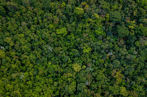 Banner Zokalma website canopy.png