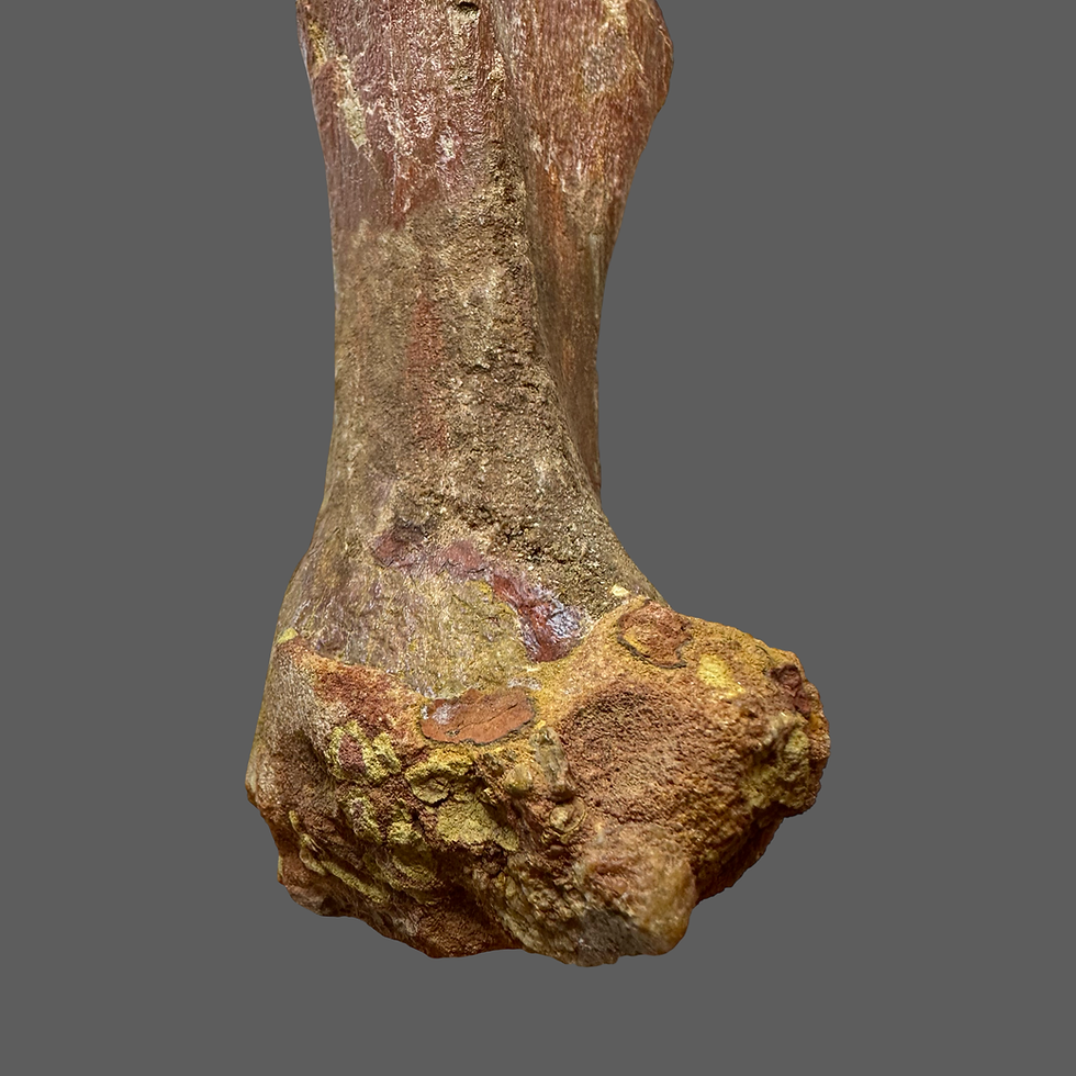 Thumbnail: Theropod limb bone no1