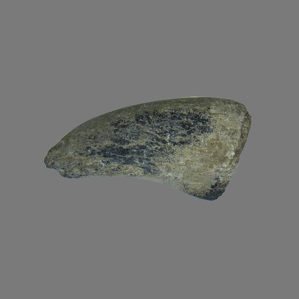 Thumbnail: Theropod dinosaur claw