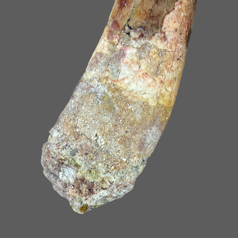 Thumbnail: Large a Carcharodontosaurus tooth no4