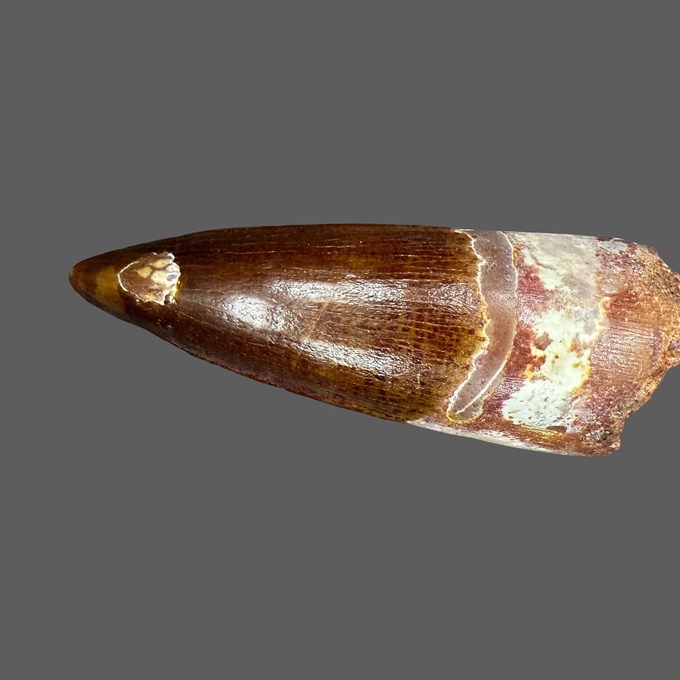 Thumbnail: Spinosaurus tooth no10