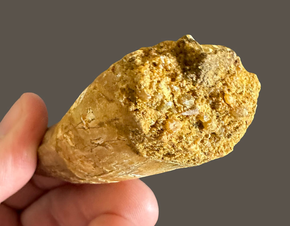 Thumbnail: Spinosaurus tooth no21