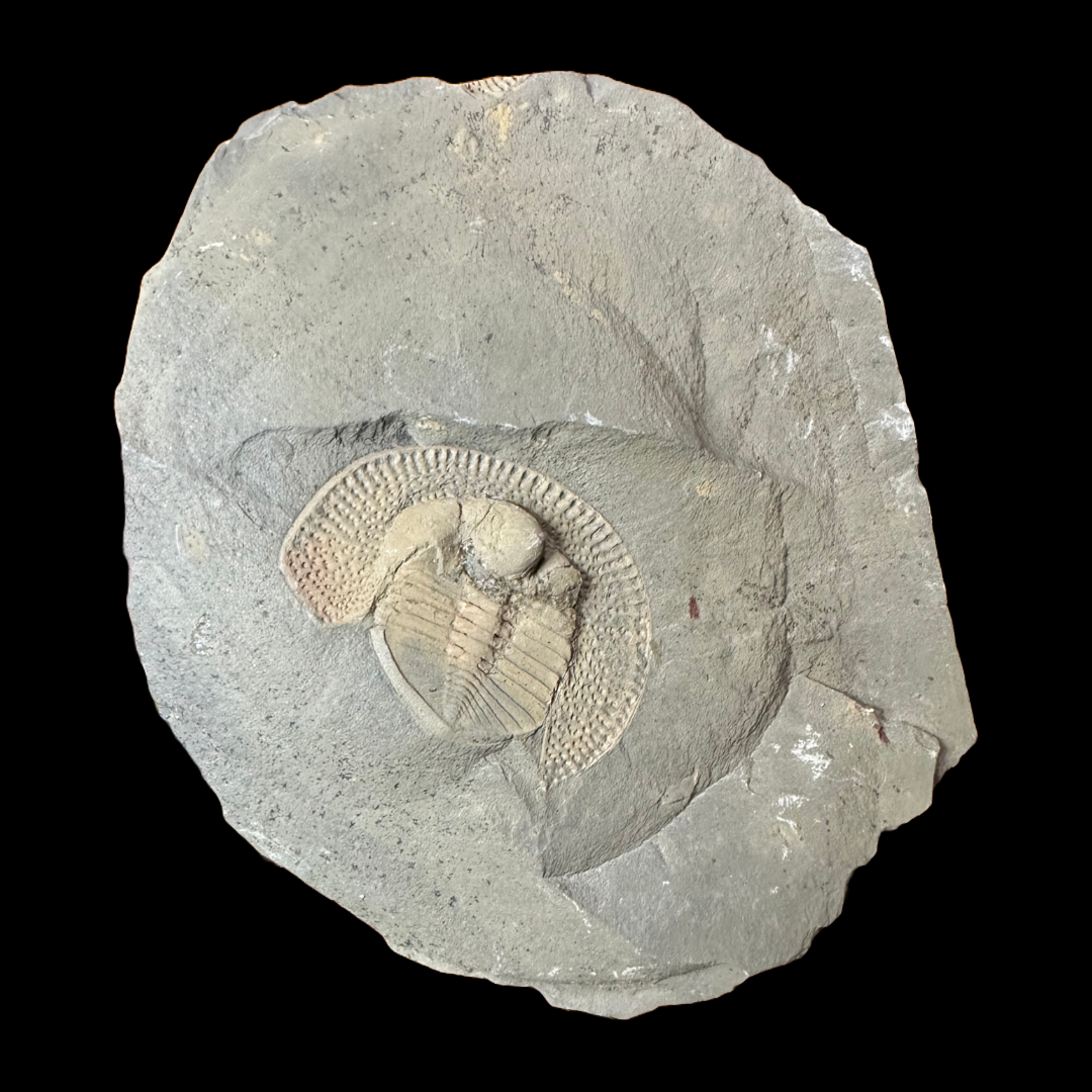 Declivolithus alfredi trilobite (both sides)